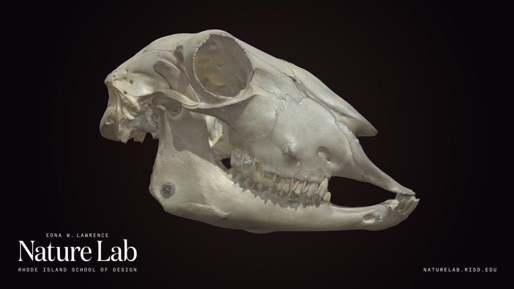 Sheep Skull