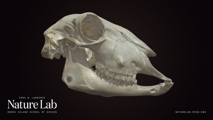 Sheep Skull – Modelo 3D gratuito STL