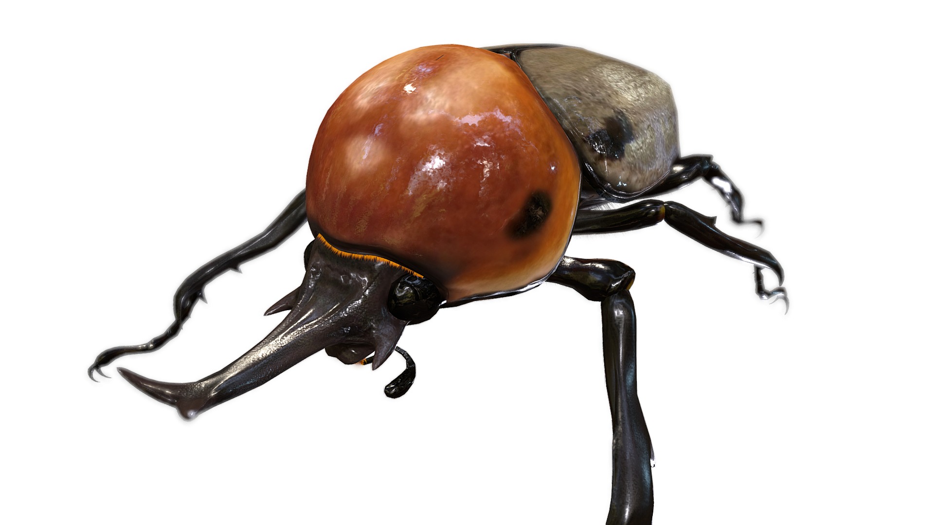 3D model Brachysiderus quadorimaculatus - This is a 3D model of the Brachysiderus quadorimaculatus. The 3D model is about a close-up of a black beetle.