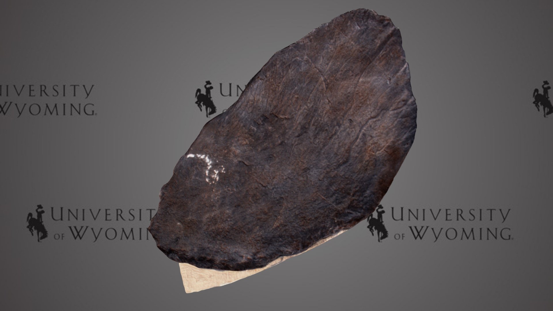 UW3222 - Stegosaurus sp., dorsal plate cast