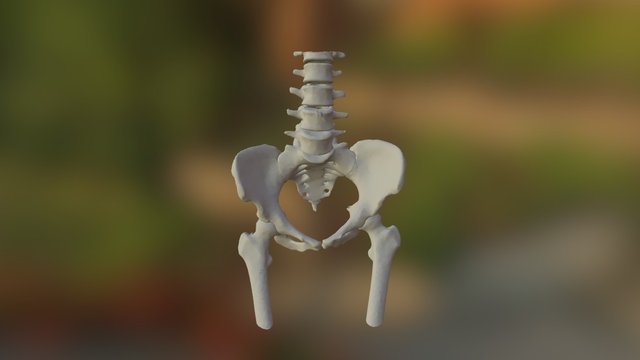 Pelvis - sku 207 3D Model