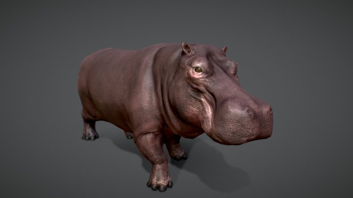 Hippopotamus |Game-Ready| 3D Model