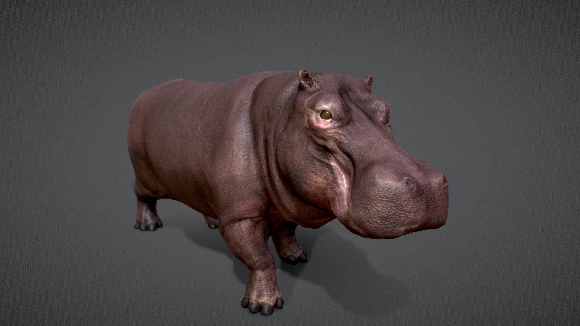 Hippopotamus GameReady Buy Royalty Free 3D model by Viverna