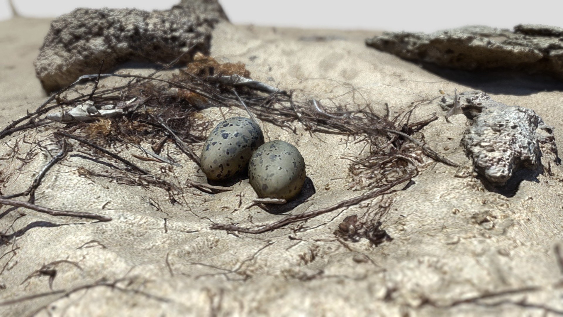 Seagull Eggs