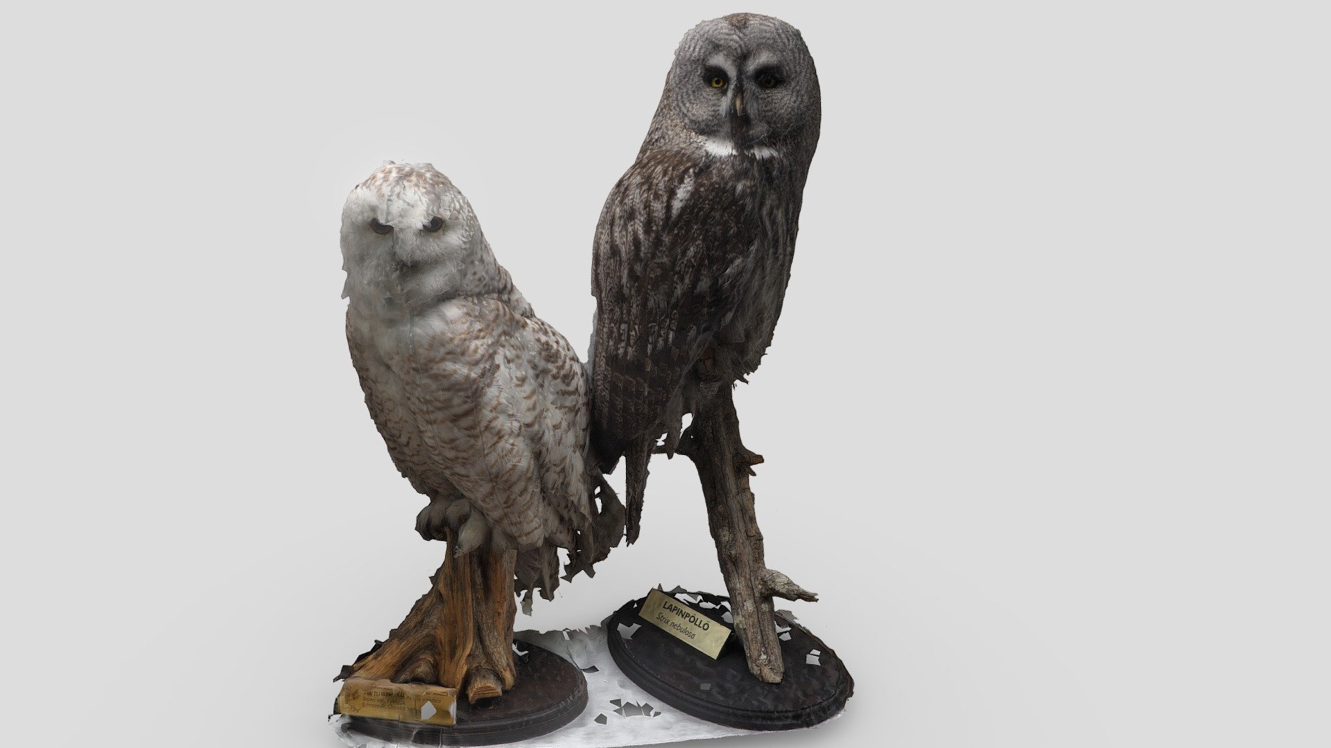 Lapinpöllö & Tunturipöllö (owls)