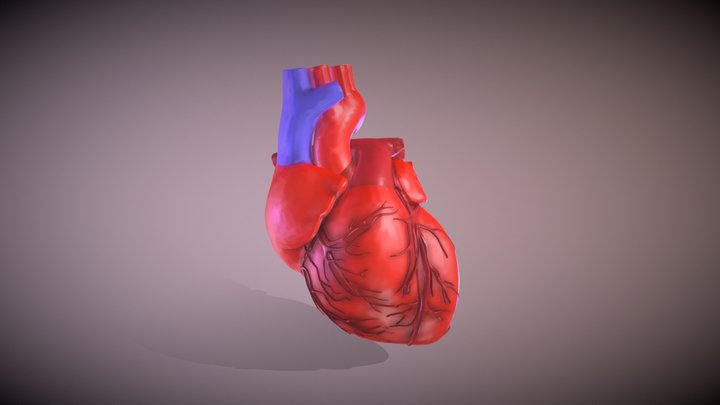 COR HUMÀ 3D Model