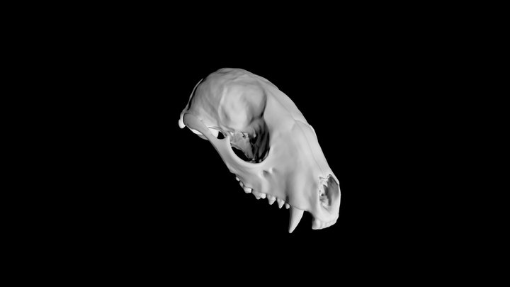 Raccoon-skull 3D models - Sketchfab