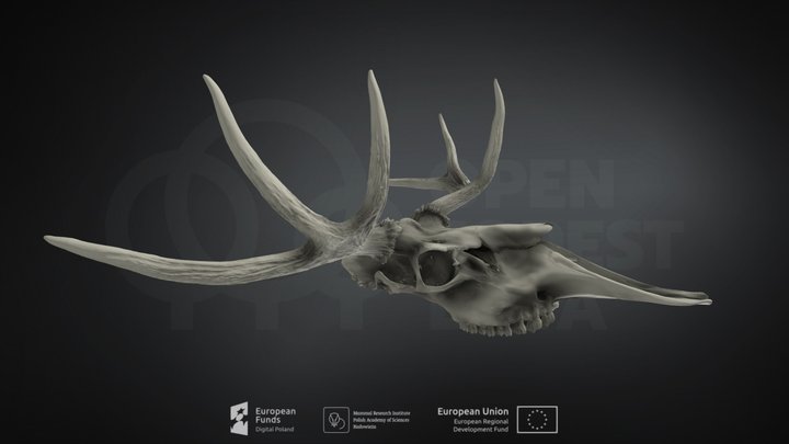 Alces alces (Moose) (Łoś euroazjatycki) 3D Model