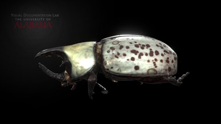 UA MNH Rhino Beetle 3D Model