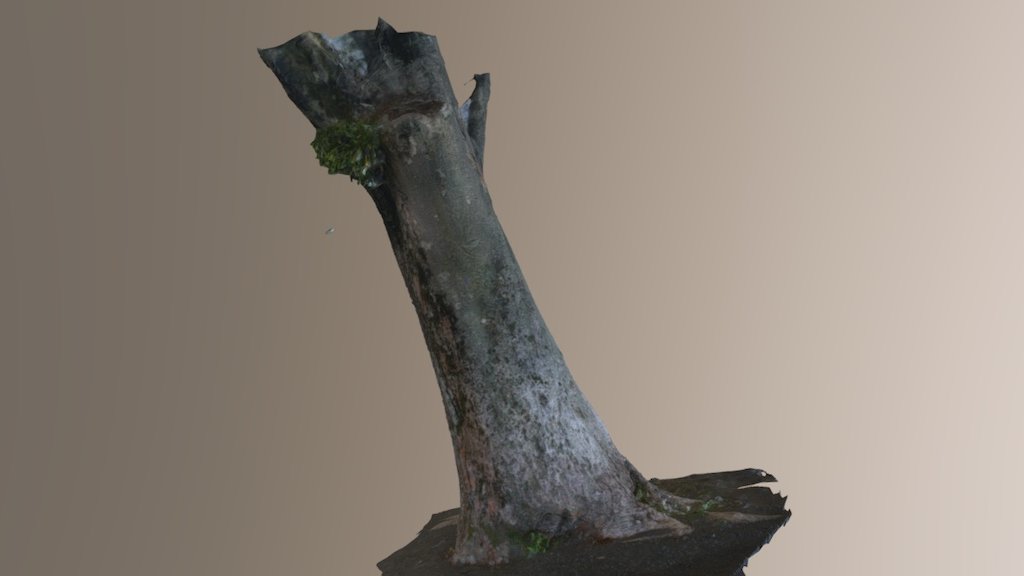 Old Wood