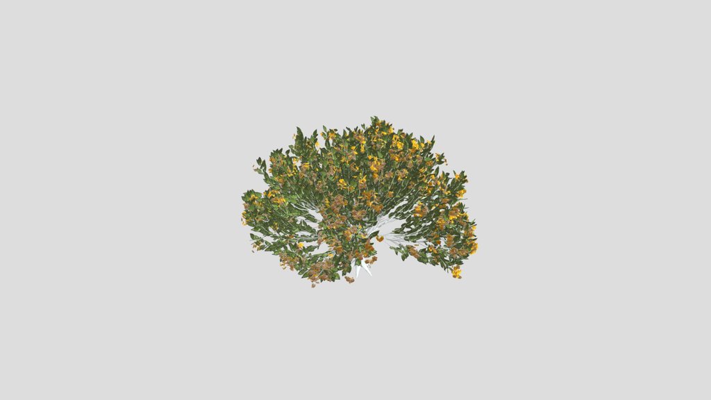 Tree Orange Choisaya