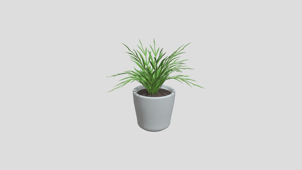 Grass Plant
