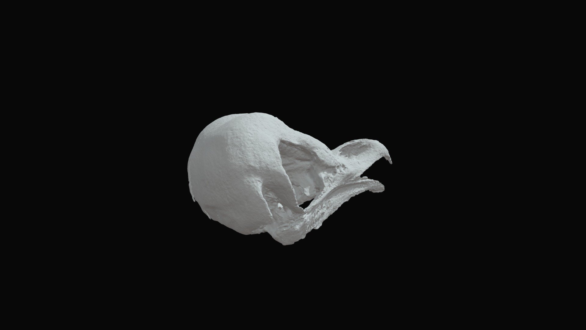 Eastern Barn Owl (Tyto javanica) — Sketchfab embed 3D viewer