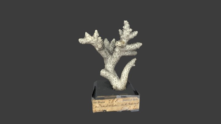 Madrepora aspera – Modello 3D gratuito STL