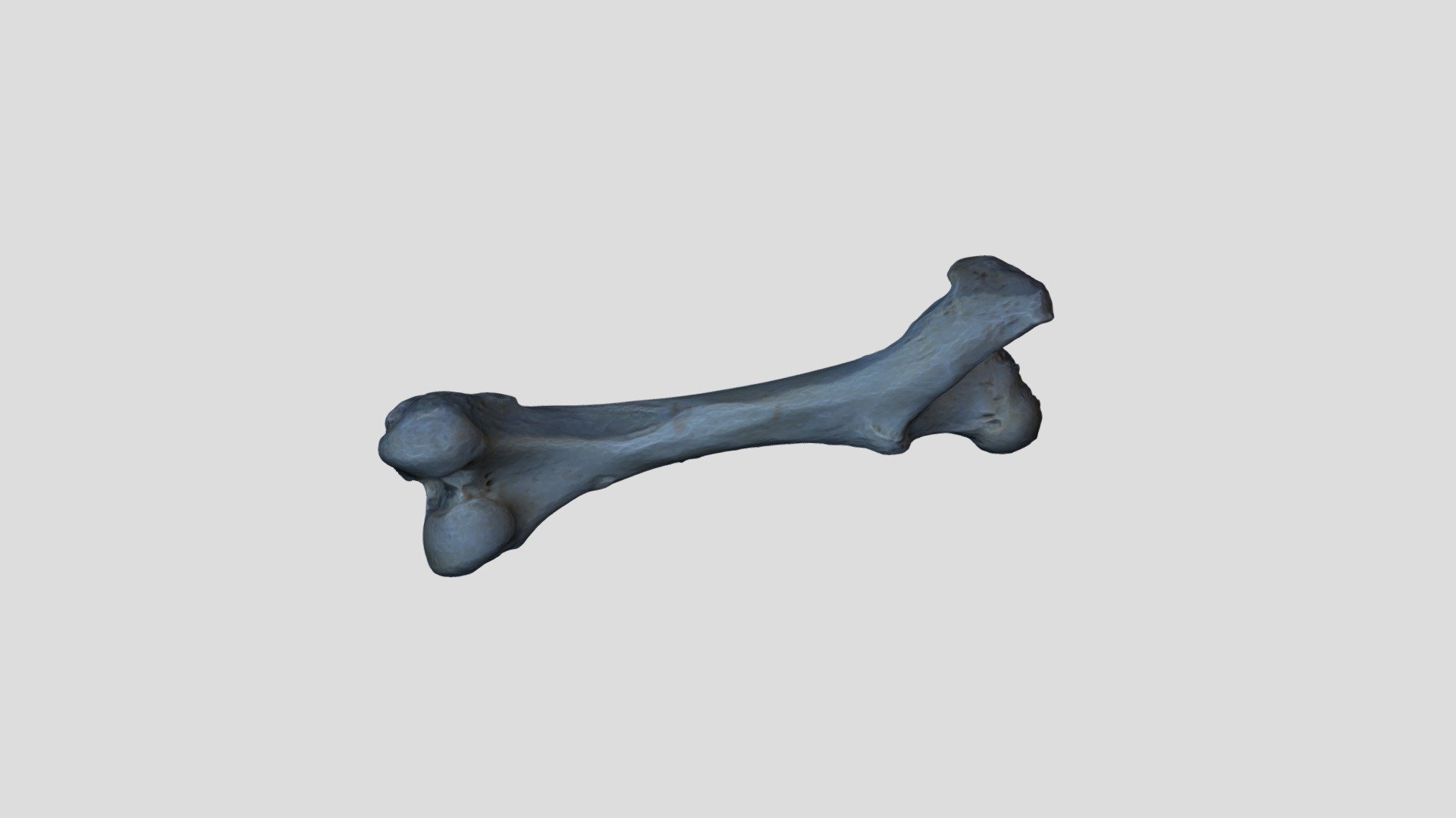 Bubalus Bubalis Femur L