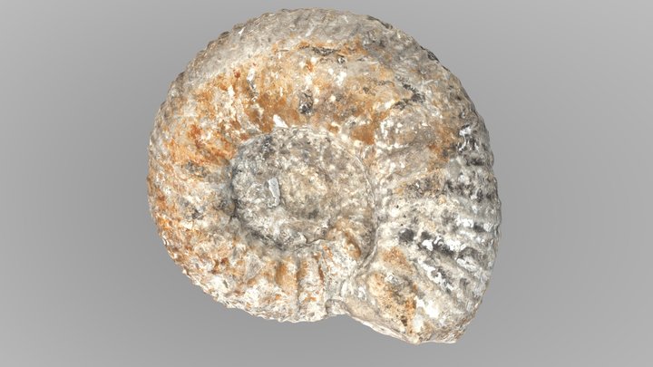 Jurassic Ammonite Dorset 3D Model