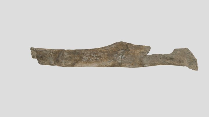 OCPC Small Mysticete Mandible DAA05-13-98-01_1