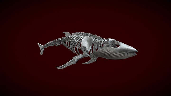 Whale Skeleton Elegan | Proop – Modelo 3D gratuito STL