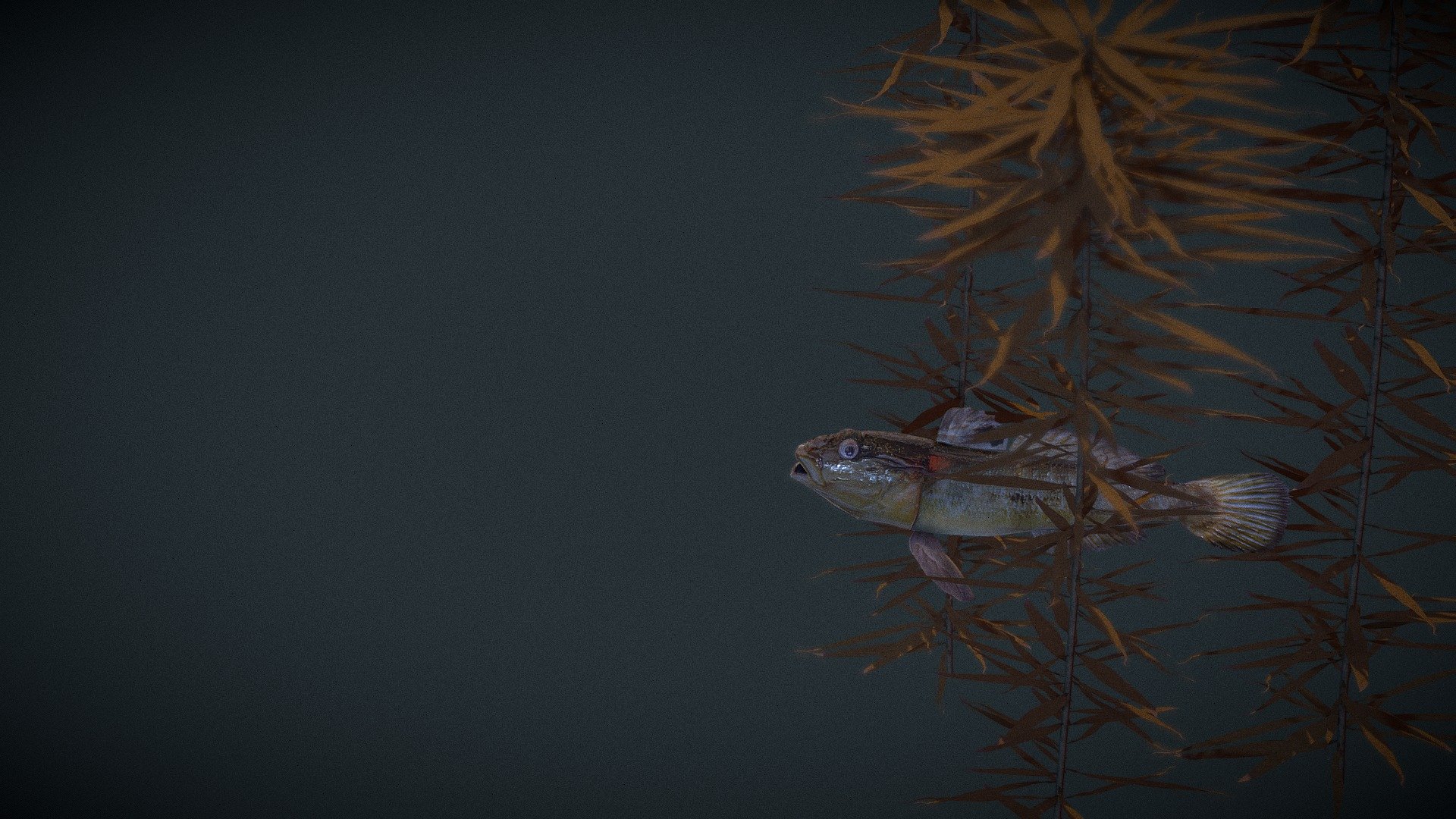 Round goby - Download Free 3D model by nataleesha (@nataleesha ...