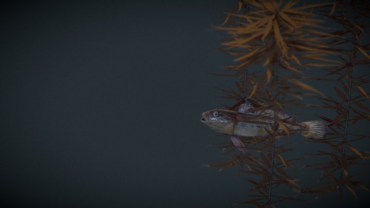 Round goby 3D Model