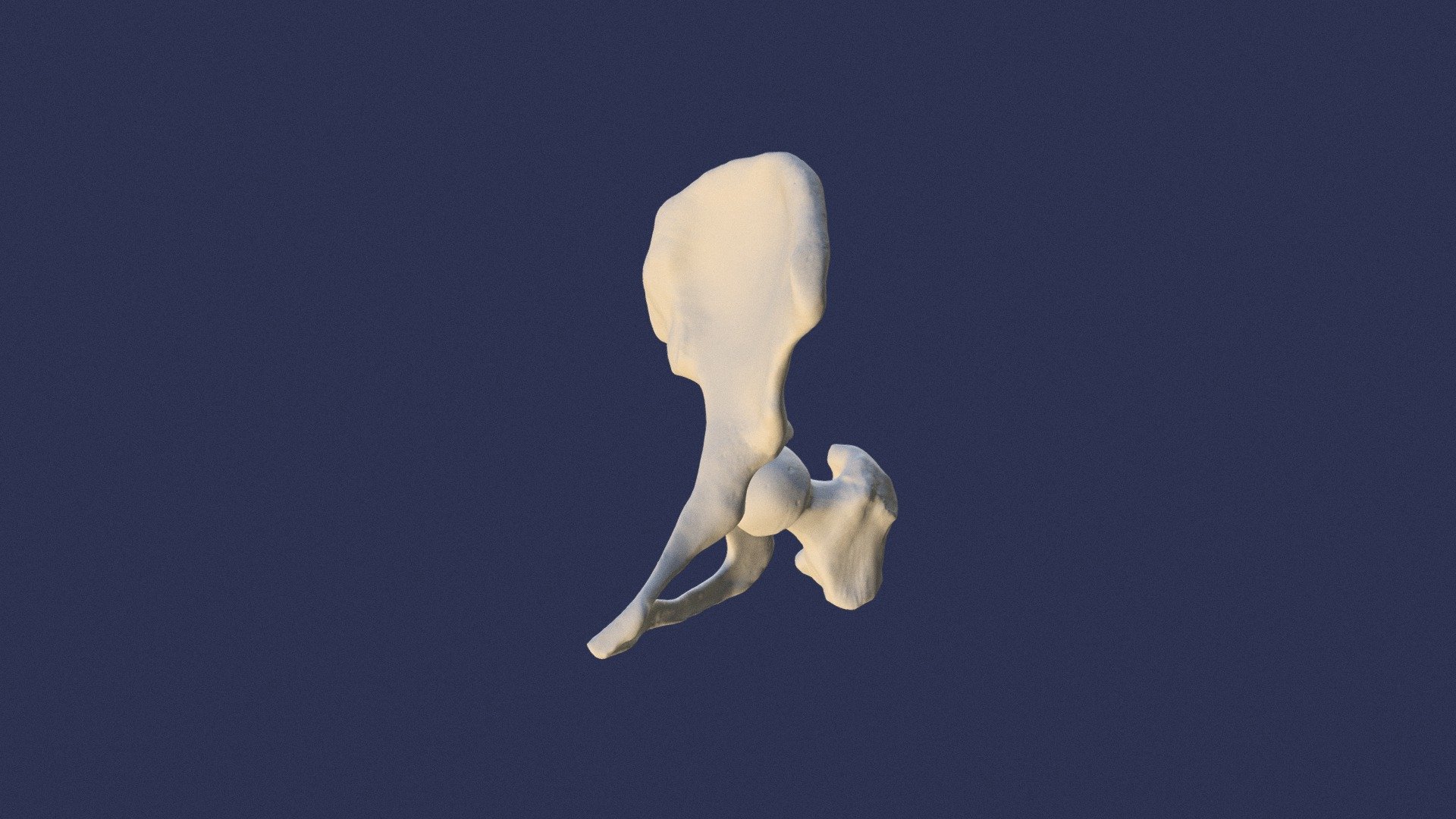 Msc2003y Assignment 1 Pelvis 3d Model By Jennifergu [87ec3ee] Sketchfab