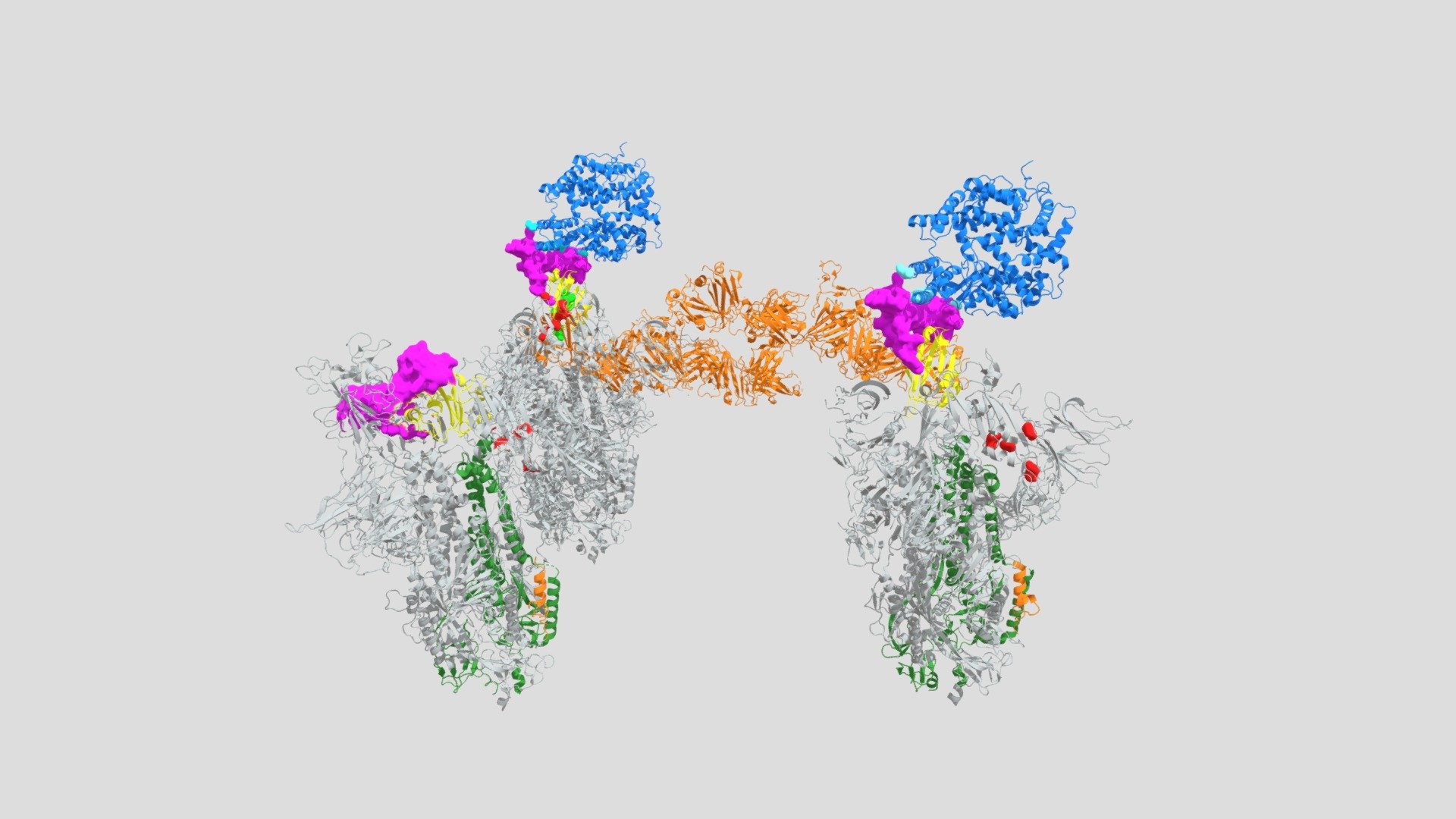 Spike-cerrada-antibody