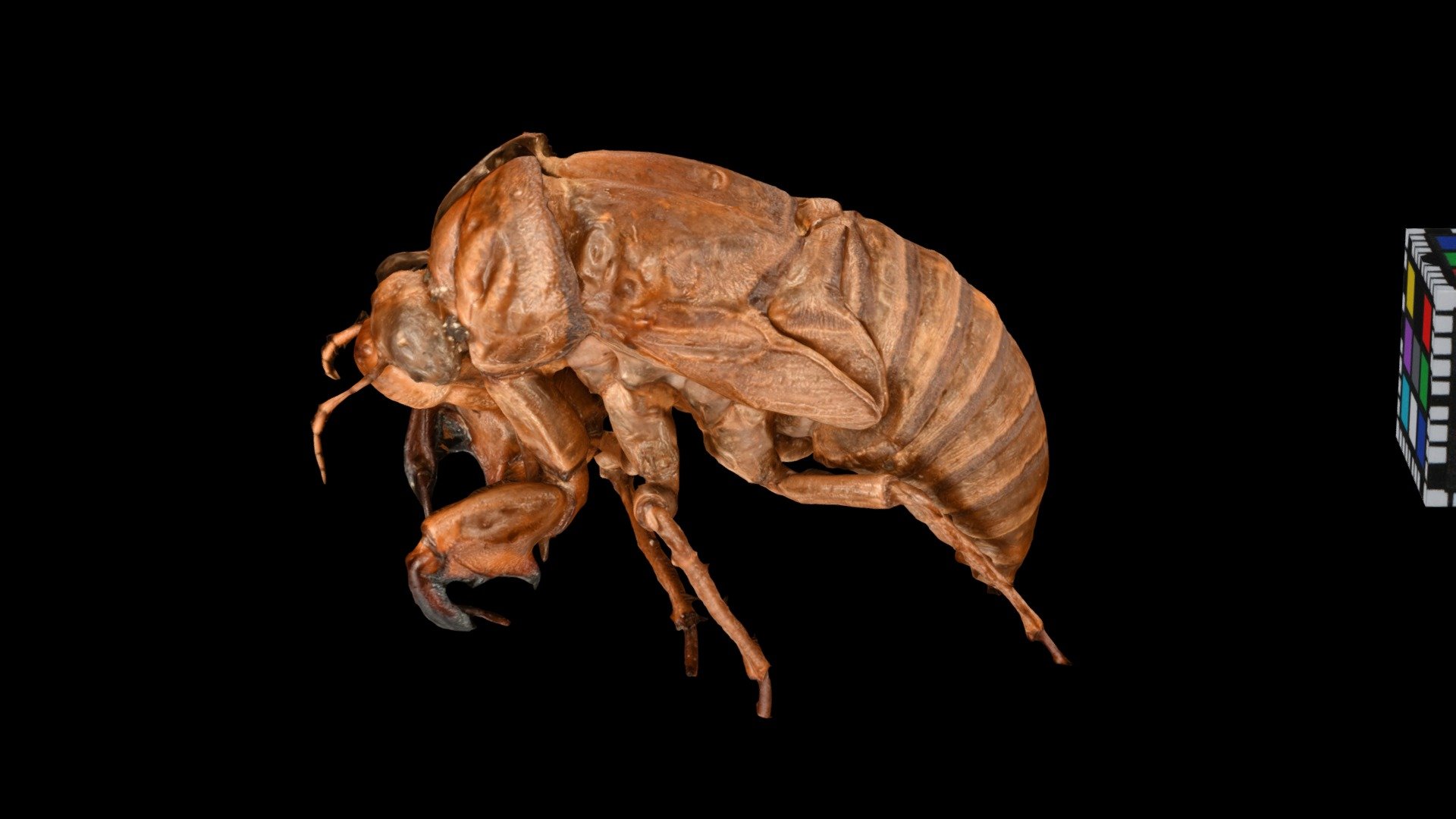 アブラゼミ 抜け殻 Cicada Shell, G. nigrofuscata