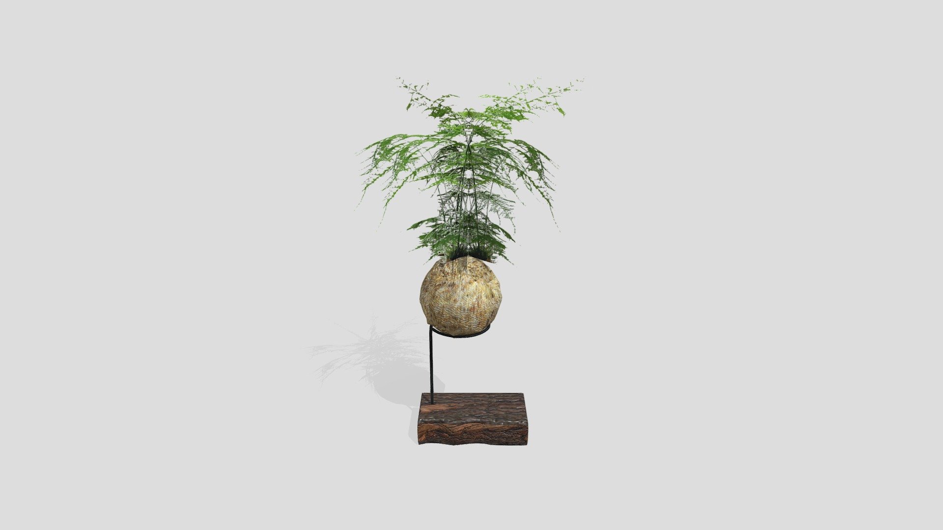 Kokedama Asparagus