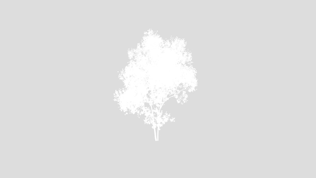 Real Tree Acer Saccharinum Summer 001