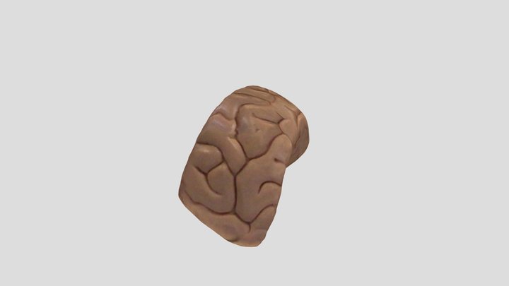 Temporal lobe 3D Model