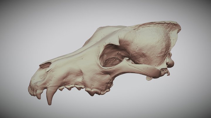 Wolf (Canis lupus) cranium 3D Model