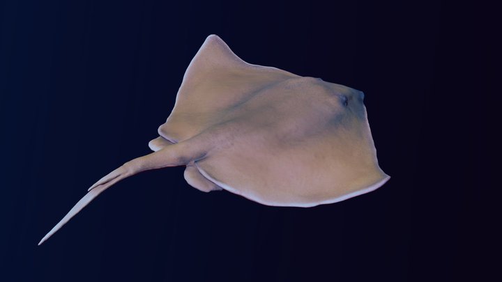 Common Stingray 3D Model