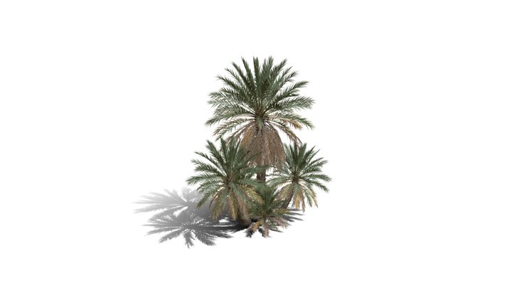 Realistic HD Date palm (36/78) 3D Model