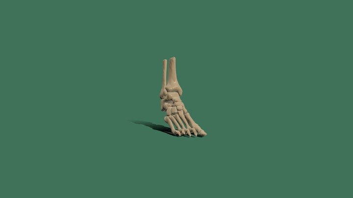 Foot & Ankle 3D Model