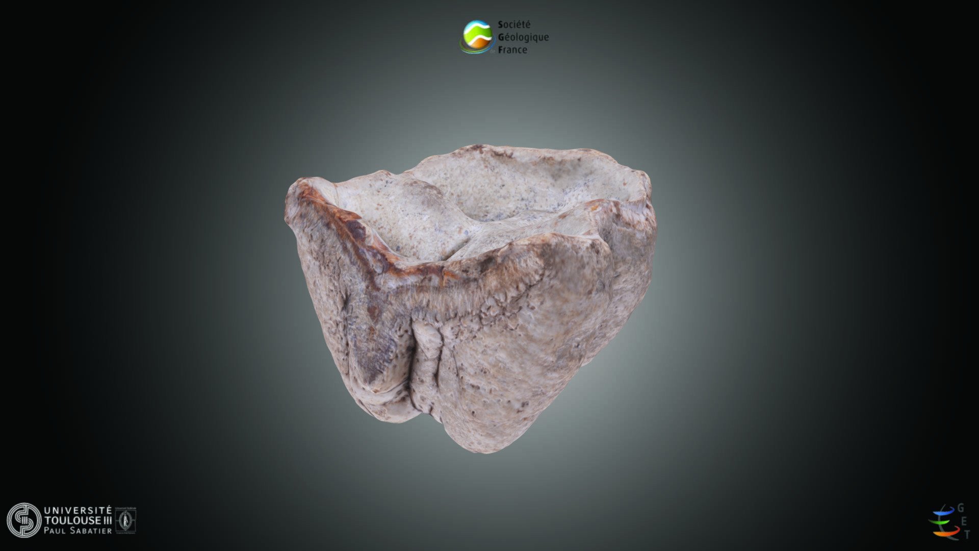 Mammifere - Mammut sp.
