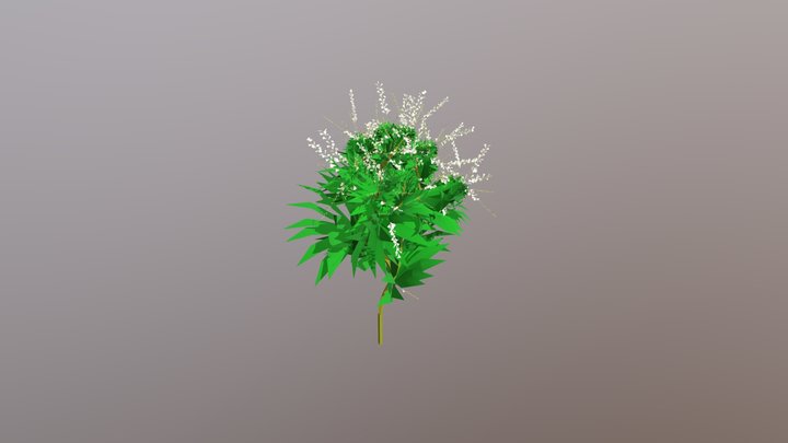 Moringa 3D Model