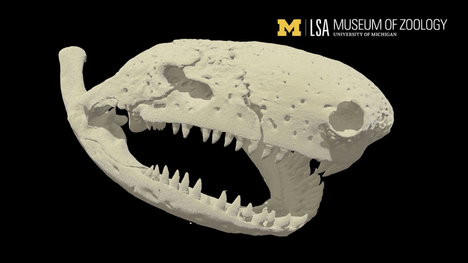 Caecilian skull - 3D model by Michigan Herpetology (UMMZ ...