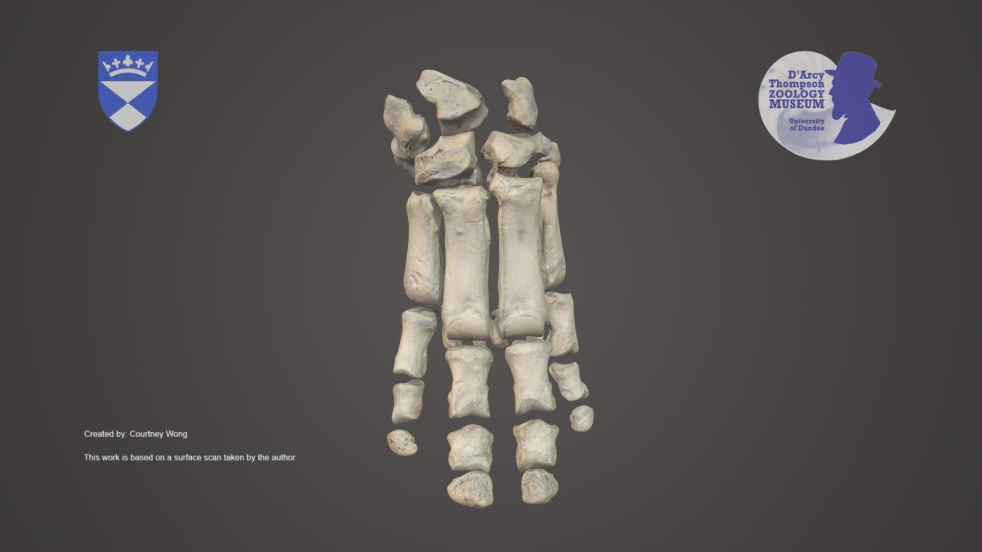 Hippopotamus- forefoot
