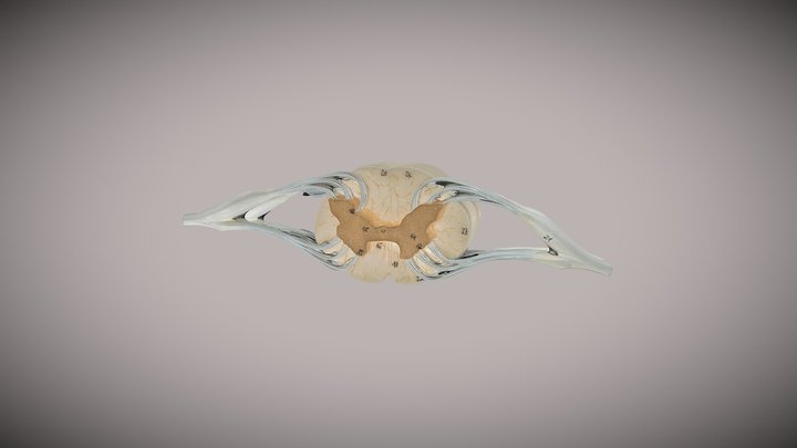 Spinal Nerve Model 3D Model