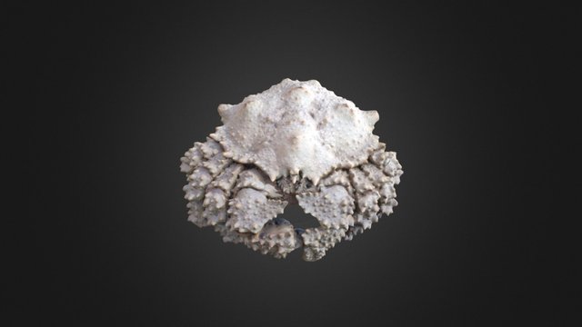 kingCrabTest 3D Model