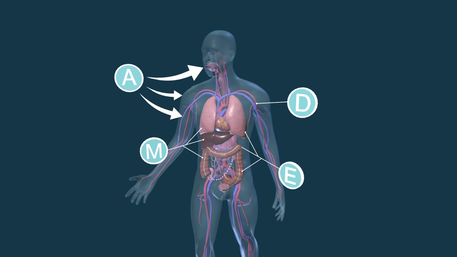 Principles of Pharmacokinetics - 3D model by N351SON [881acda] - Sketchfab