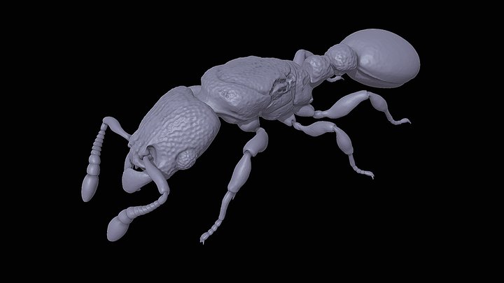 Vollenhovia – Kostenloses 3D-Modell STL