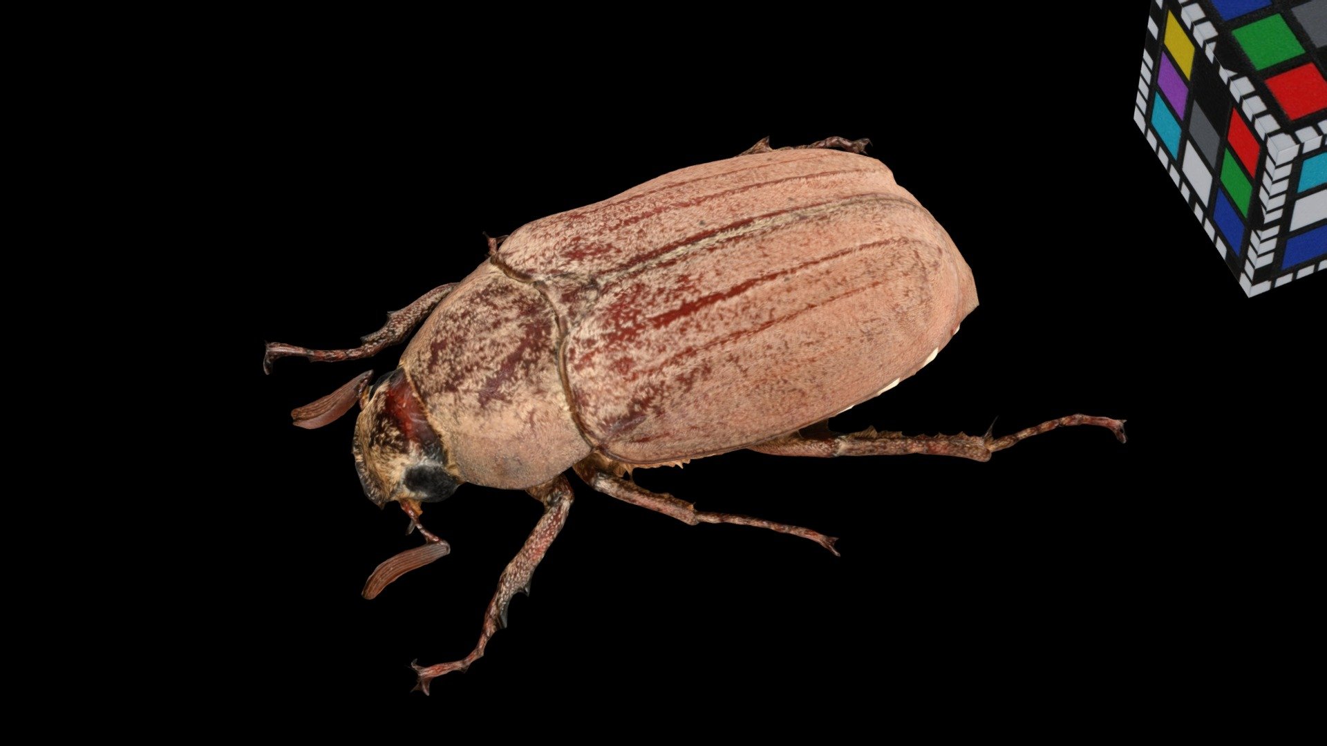 オオコフキコガネ Cockchafer Beetle, Melolontha frater
