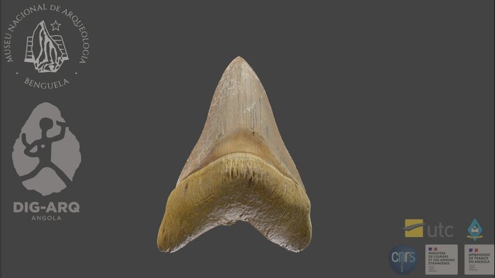 Dente de megalodonte, Dungo, Angola 3D Model