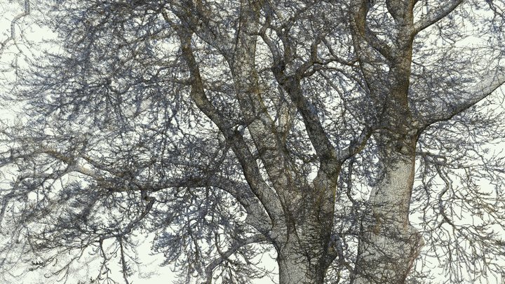 Chestnut-leaved oak at Kew Gardens – Modello 3D gratuito STL