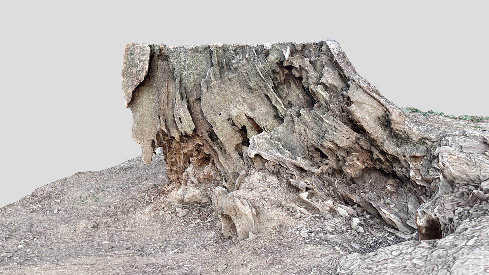 Dried tree root