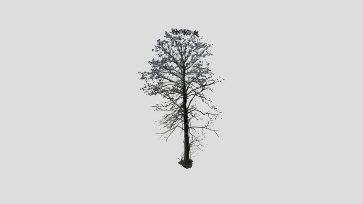 Alder tree 3D Model