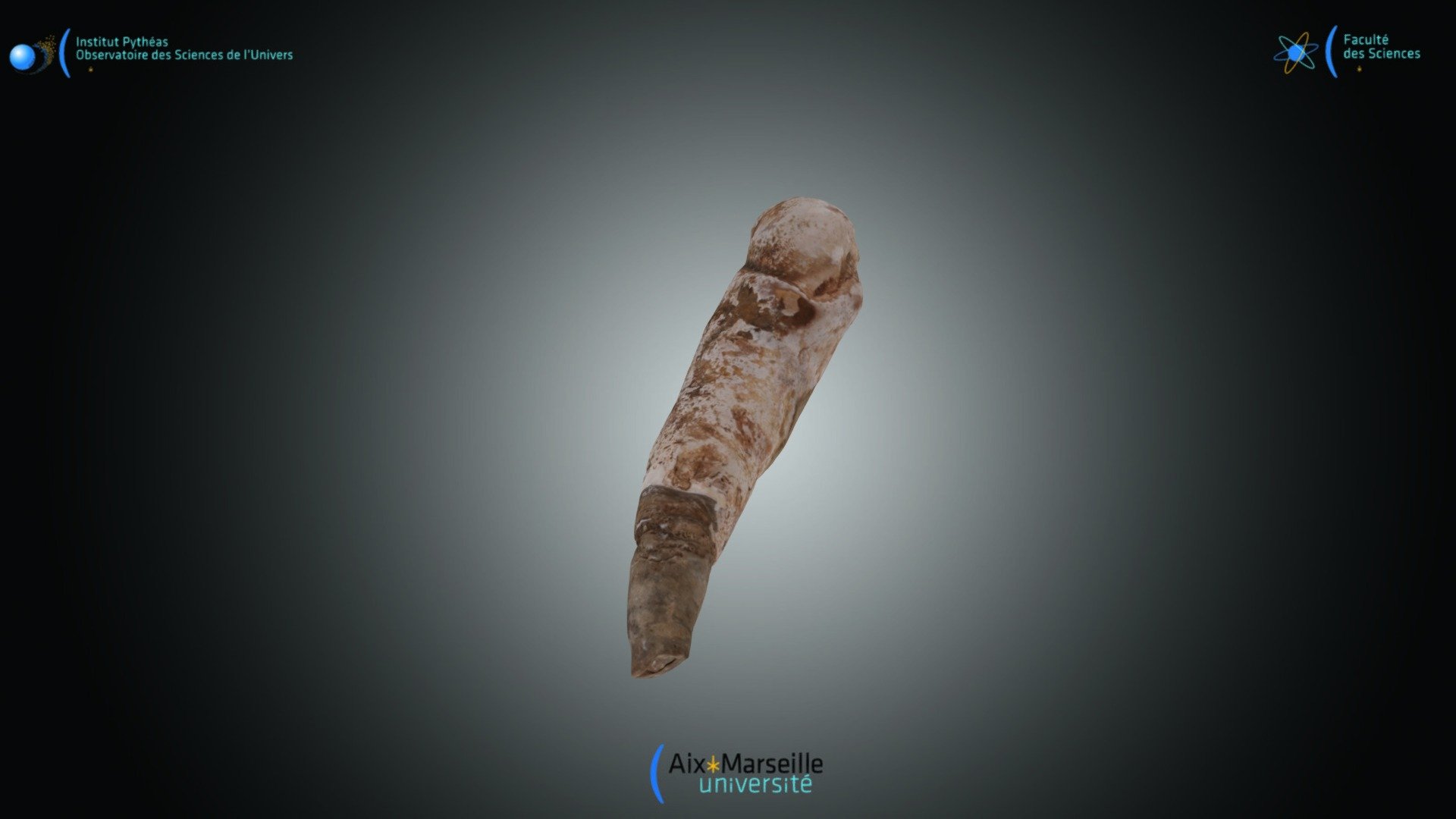 Bivalve - Teredina personata