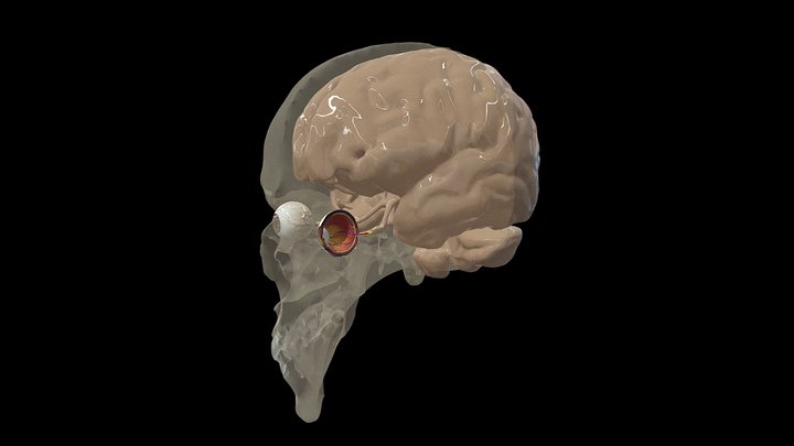 Mózg i oczy 3D Model