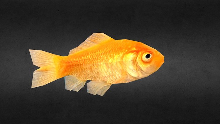 Golden Fish 3D Model